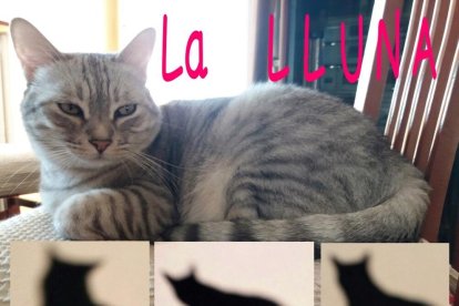 Gossos, gats, canaris, iguanes,...presenta'ns a la teva mascota!