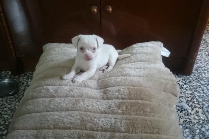 Gossos, gats, canaris, iguanes,...presenta'ns a la teva mascota!