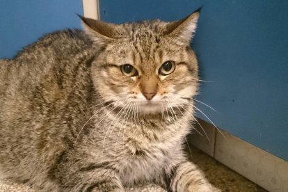 Gossos, gats, canaris, iguanes,...presenta'ns a la teva mascota!