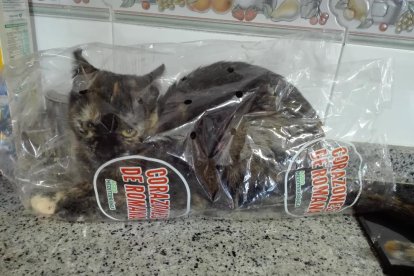 Gossos, gats, canaris, iguanes,...presenta'ns a la teva mascota!