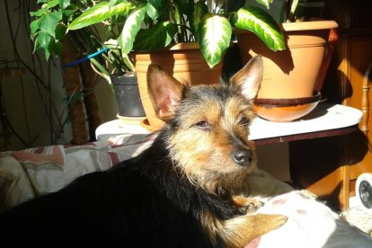 Gossos, gats, canaris, iguanes,...presenta'ns a la teva mascota!