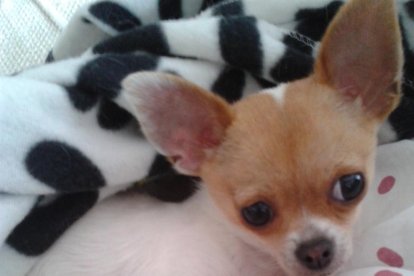 virginia Millan Biau