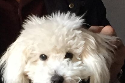 Gossos, gats, canaris, iguanes,...presenta'ns a la teva mascota!