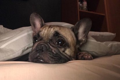 Gossos, gats, canaris, iguanes,...presenta'ns a la teva mascota!