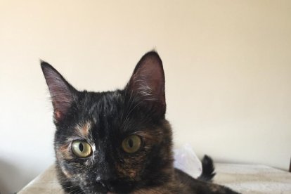 Gossos, gats, canaris, iguanes,...presenta'ns a la teva mascota!