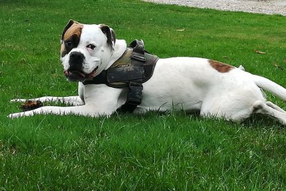 Jesús Palomo Jiménez