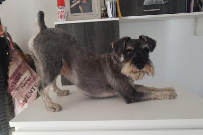 Gossos, gats, canaris, iguanes,...presenta'ns a la teva mascota!