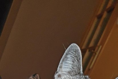 Gossos, gats, canaris, iguanes,...presenta'ns a la teva mascota!