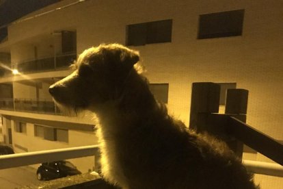 Gossos, gats, canaris, iguanes,...presenta'ns a la teva mascota!