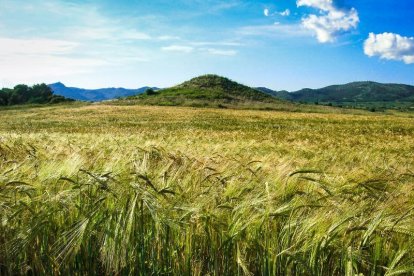 Arbres florits, camps verds i bon temps...ja és aquí la primavera!