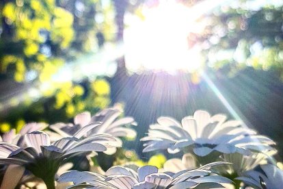Arbres florits, camps verds i bon temps...ja és aquí la primavera!