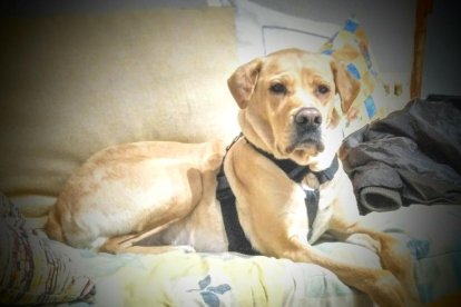 Gossos, gats, canaris, iguanes,...presenta'ns a la teva mascota!