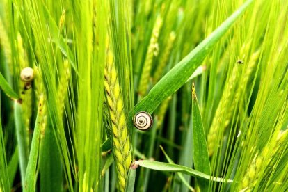 Arbres florits, camps verds i bon temps...ja és aquí la primavera!