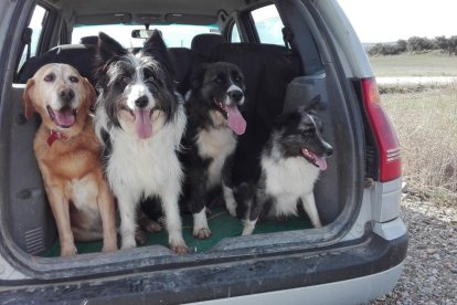 Gossos, gats, canaris, iguanes,...presenta'ns a la teva mascota!