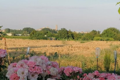Arbres florits, camps verds i bon temps...ja és aquí la primavera!