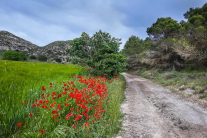 Arbres florits, camps verds i bon temps...ja és aquí la primavera!