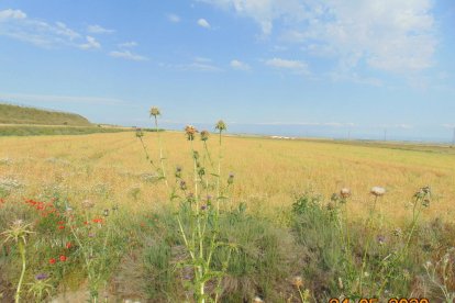 Arbres florits, camps verds i bon temps...ja és aquí la primavera!