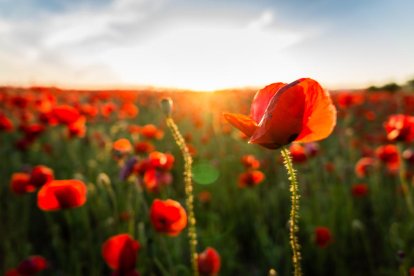 Arbres florits, camps verds i bon temps...ja és aquí a primavera!