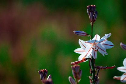 Sisco Acosta Andrés