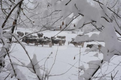 Primera gran nevada al Pirineu del 2019