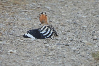 Envia'ns fotos relacionades amb l'estiu i guanya una estada a l'Hotel Estanys Blaus de Tavascan.