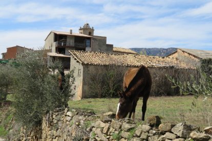 Arbres florits, camps verds i bon temps...ja és aquí a primavera!