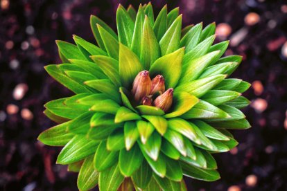 Sisco Acosta Andrés