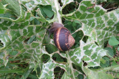 Arbres florits, camps verds i bon temps...ja és aquí la primavera!