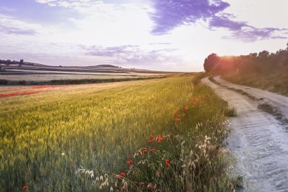 Arbres florits, camps verds i bon temps...ja és aquí la primavera!