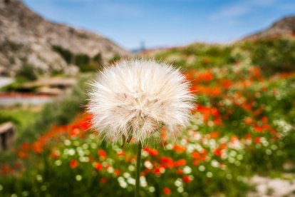 Arbres florits, camps verds i bon temps...ja és aquí la primavera!