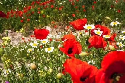Arbres florits, camps verds i bon temps...ja és aquí la primavera!