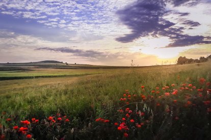 Arbres florits, camps verds i bon temps...ja és aquí la primavera!