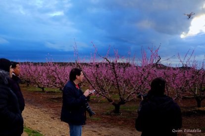 Arbres florits, camps verds i bon temps...ja és aquí a primavera!