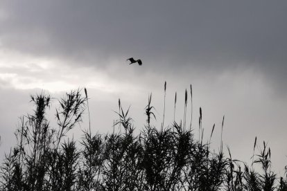 Arbres florits, camps verds i bon temps...ja és aquí la primavera!