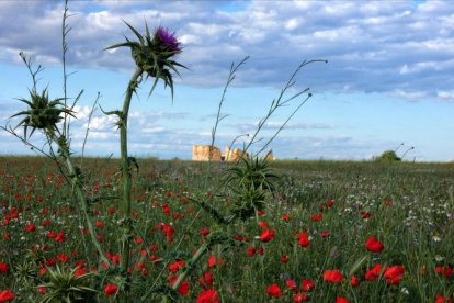 Arbres florits, camps verds i bon temps...ja és aquí la primavera!