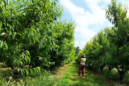 Arbres florits, camps verds i bon temps...ja és aquí la primavera!