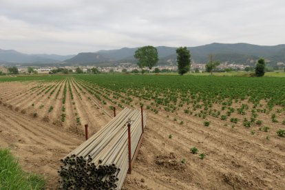 Arbres florits, camps verds i bon temps...ja és aquí la primavera!