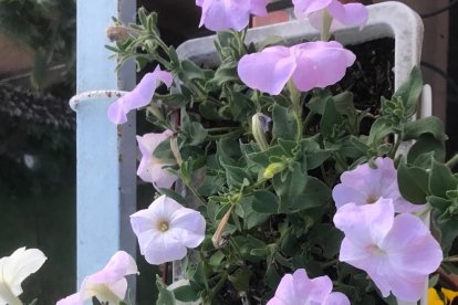 Arbres florits, camps verds i bon temps...ja és aquí la primavera!