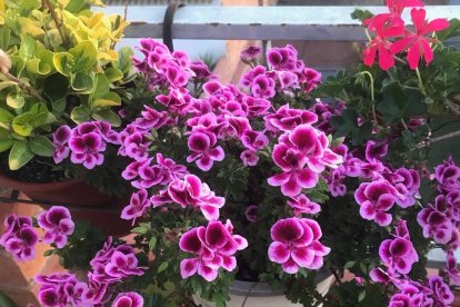 Arbres florits, camps verds i bon temps...ja és aquí la primavera!