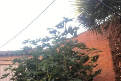 Arbres florits, camps verds i bon temps...ja és aquí la primavera!