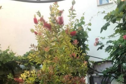 Arbres florits, camps verds i bon temps...ja és aquí la primavera!