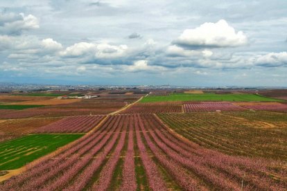 Arbres florits, camps verds i bon temps...ja és aquí a primavera!