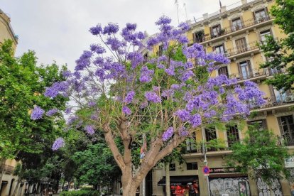 Arbres florits, camps verds i bon temps...ja és aquí la primavera!
