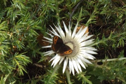 Elisabet Martín Pont