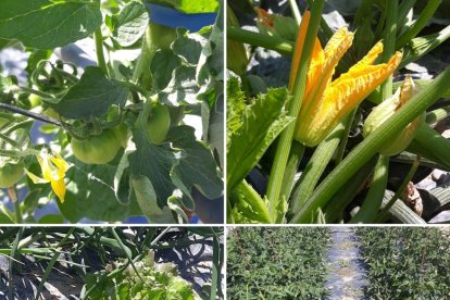 Sandra Godia Torrente