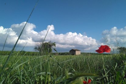 Arbres florits, camps verds i bon temps...ja és aquí la primavera!