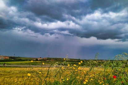 Arbres florits, camps verds i bon temps...ja és aquí la primavera!