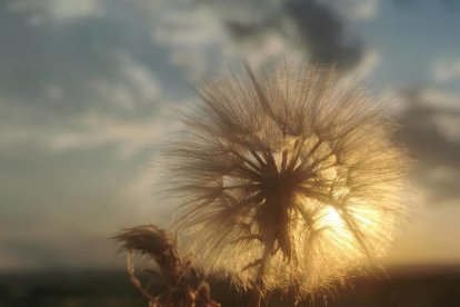 Arbres florits, camps verds i bon temps...ja és aquí la primavera!