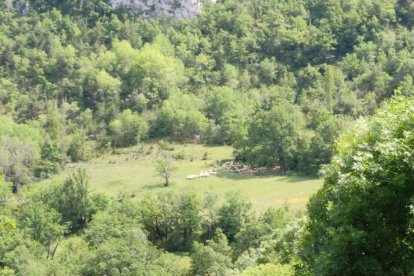 Arbres florits, camps verds i bon temps...ja és aquí la primavera!