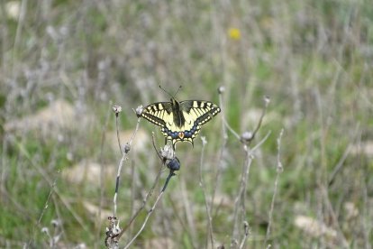 Arbres florits, camps verds i bon temps...ja és aquí a primavera!